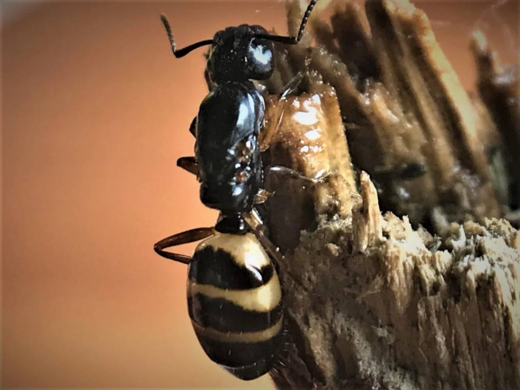 Ankara, İstanbul ve İzmir'de görüldü! Zehrini atıp ölüyor: Herkes tedirgin oldu! 9